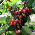 Bing Cherry Tree Online now