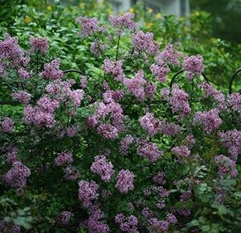 Bloomerang® Lilac Shrub Fashion