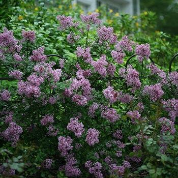 Bloomerang® Lilac Shrub Fashion