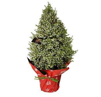 Erica  Christmas Bells Online now