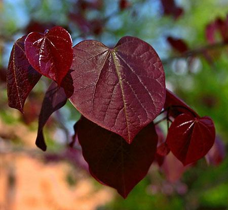 Black Pearl™ Redbud Tree Supply