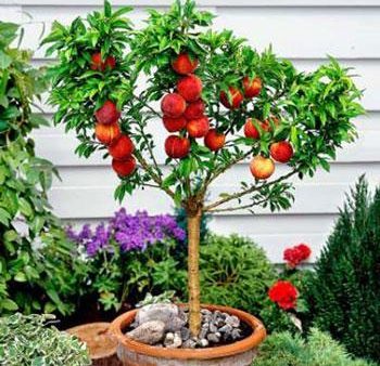 Bonanza Patio Peach Tree For Discount