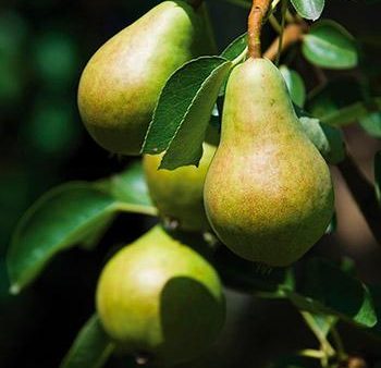 Bartlett Pear Tree Cheap