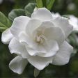 August Beauty Gardenia Shrub Discount