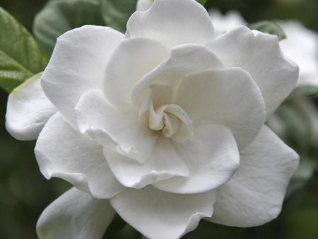 August Beauty Gardenia Shrub Discount