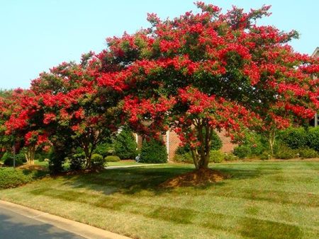 Arapaho Crape Myrtle Online