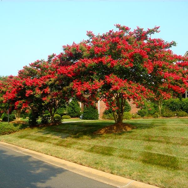 Arapaho Crape Myrtle Online