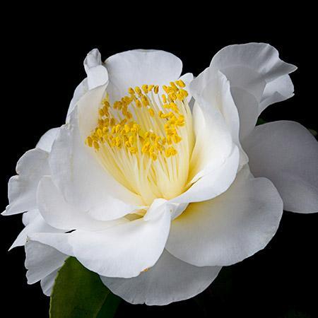 April Snow Camellia For Sale