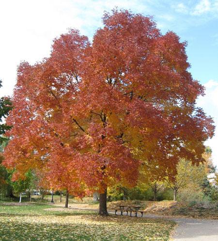 Autumn Purple Ash Tree Hot on Sale