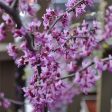 Black Pearl™ Redbud Tree Supply