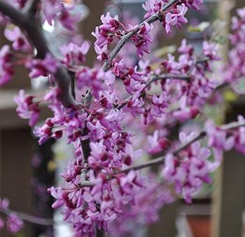 Black Pearl™ Redbud Tree Supply