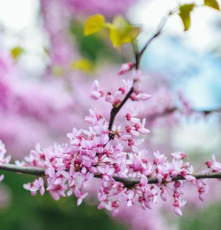 Black Pearl™ Redbud Tree Supply