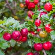 Barbados  Acerola  Cherry Tree Hot on Sale