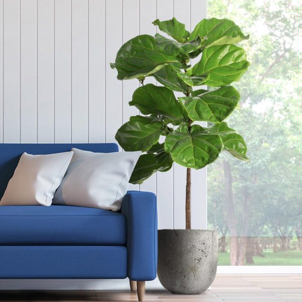 Fiddle-Leaf Fig Tree Hot on Sale