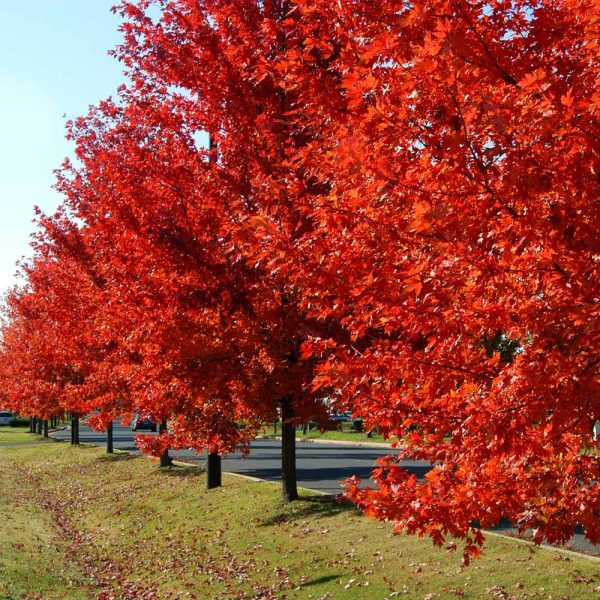 Autumn Blaze® Red Maple Tree Cheap