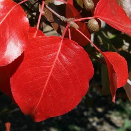 Autumn Blaze Flowering Pear Tree For Cheap