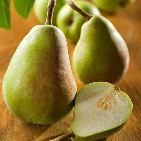 Bartlett Pear Tree Cheap