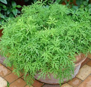 Citronella (Anti-Mosquito Plant) on Sale