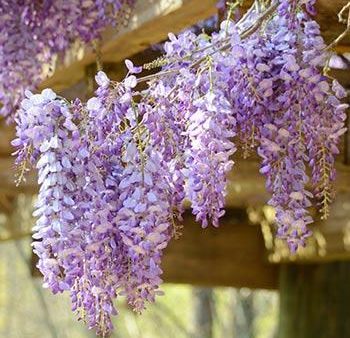 Amethyst Falls Wisteria Vine Cheap