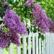 Bloomerang® Lilac Shrub Fashion