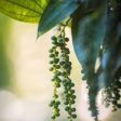 Black Pepper Plant For Sale