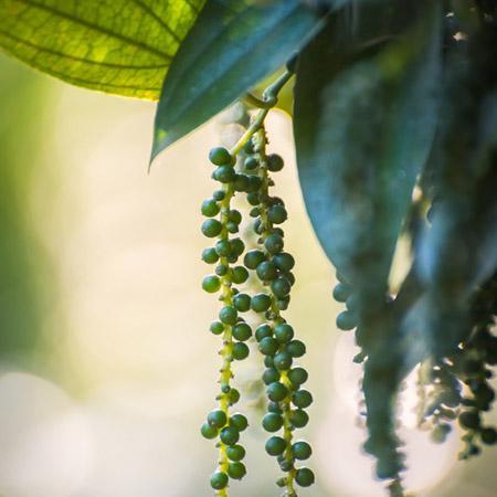 Black Pepper Plant For Sale