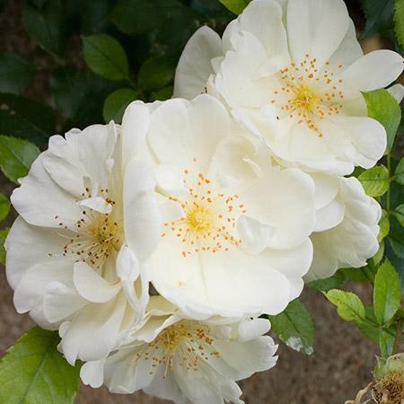 April Snow Camellia For Sale