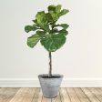 Fiddle-Leaf Fig Tree Hot on Sale