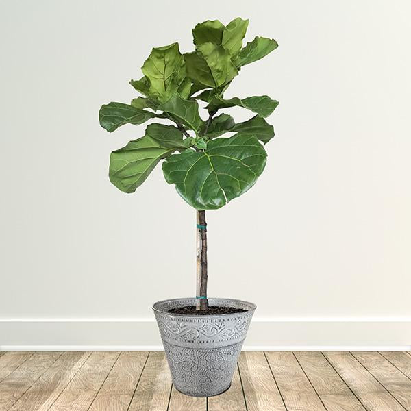 Fiddle-Leaf Fig Tree Hot on Sale