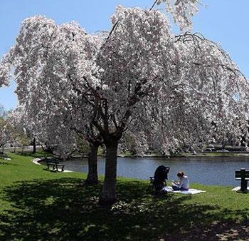 White Weeping Cherry Tree For Cheap