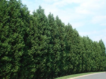 Leyland Cypress Tree Online Hot Sale