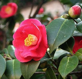 Yuletide Camellia on Sale