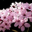 KV  Flowering Plum Tree Online Hot Sale