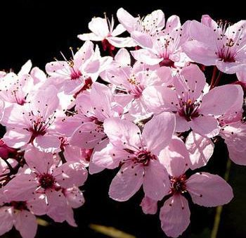 KV  Flowering Plum Tree Online Hot Sale