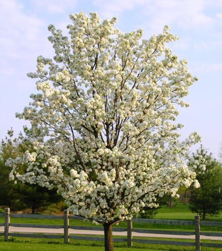 Autumn Blaze Flowering Pear Tree For Cheap