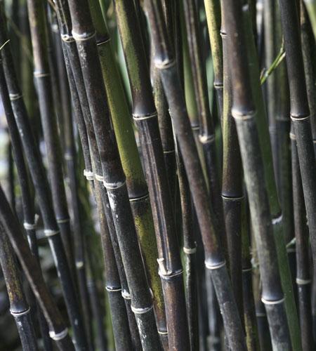 Black Bamboo For Discount