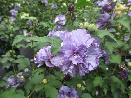 Blueberry Smoothie™ Rose of Sharon Althea Tree Online Hot Sale