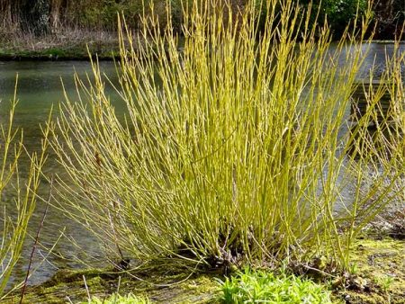 Yellow Twig Dogwood Shrub Supply