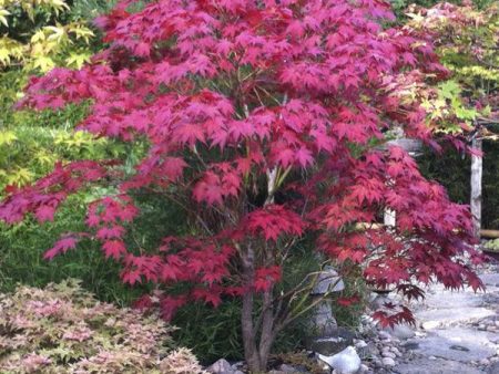 Bloodgood Japanese Maple For Discount