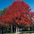 Wildfire Black Gum Tree Fashion