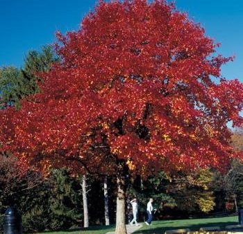 Wildfire Black Gum Tree Fashion