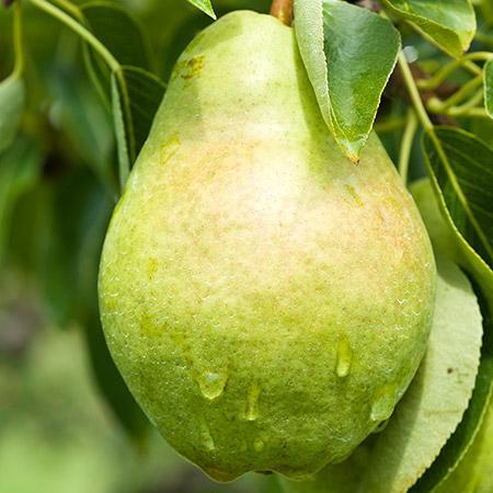 Bartlett Pear Tree Cheap