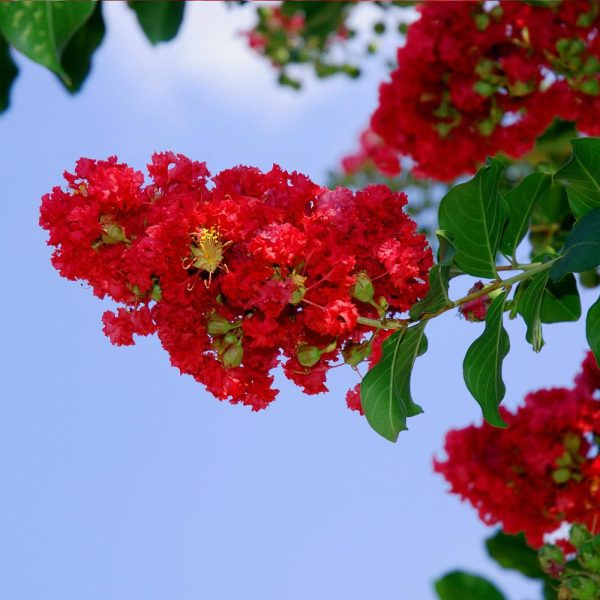 Arapaho Crape Myrtle Online