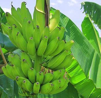 Puerto Rican Plantain Banana Tree For Discount