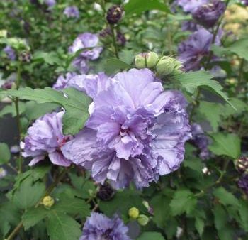 Blueberry Smoothie™ Rose of Sharon Althea Tree Online Hot Sale