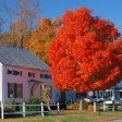 Autumn Blaze® Red Maple Tree Cheap