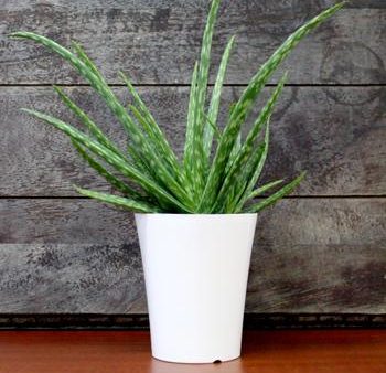 Aloe Vera Plant Hot on Sale