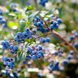 Aurora Blueberry Bush Sale