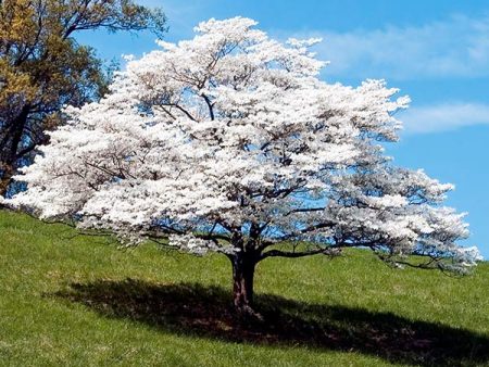 White Dogwood For Sale