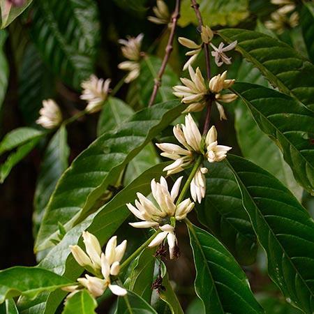 Arabica Coffee Plant For Sale